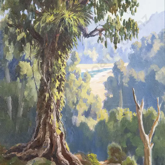 E B Lattey - Old Rimu, King Country