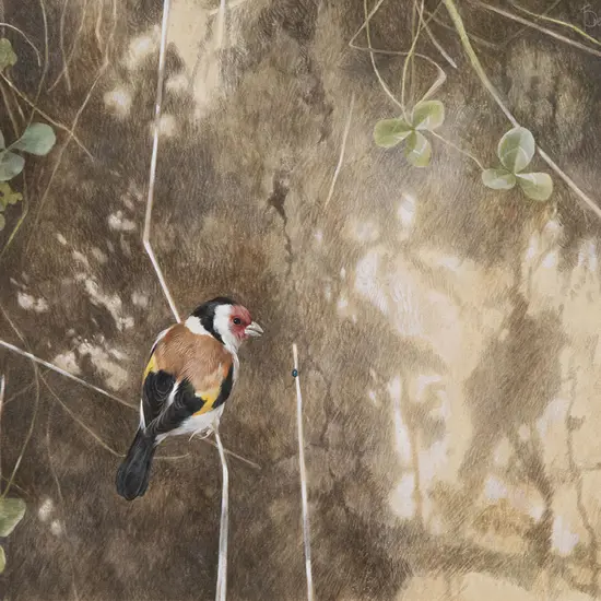 Brent Harvey - Study of a Finch