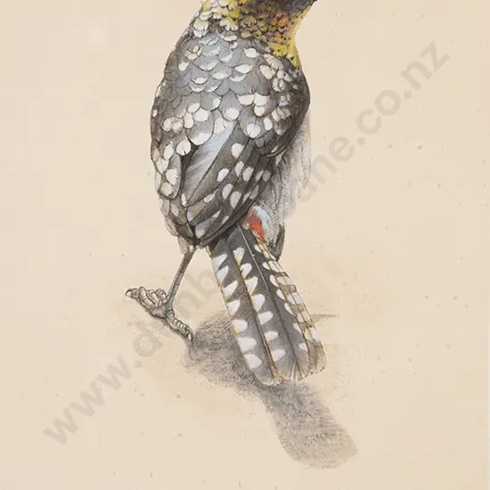 Russell Jackson - D'Arnauds Barbet, Kenya