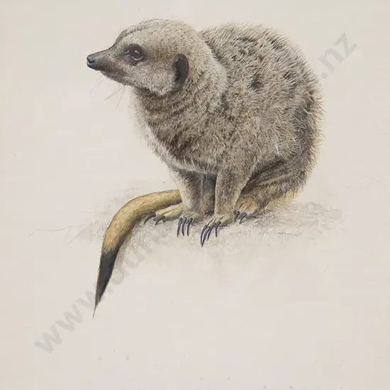 Russell Jackson - The Meerkat