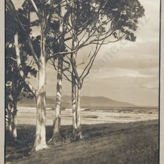 George Chance - The Sunlit Gums