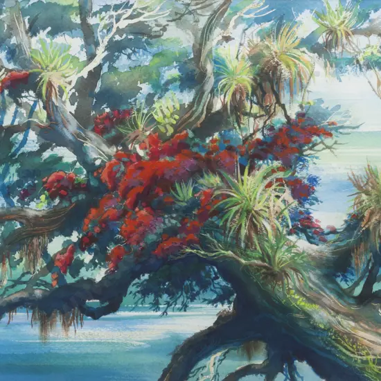 Harold Coop - Pohutukawa