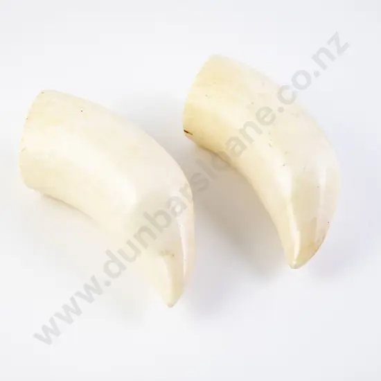 Whale Tooth