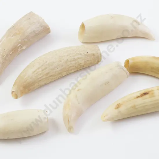 Seven Small Whale Teeth