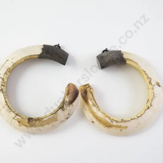 Pair Large Silver Mounted Boar Tusk Pendants