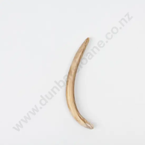 A Pre C19th Maori Bone Aurei (Cloak Pin) - Y13839