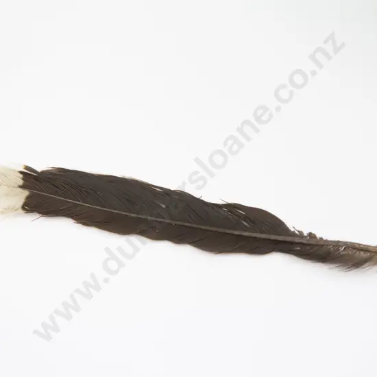 Huia Feather