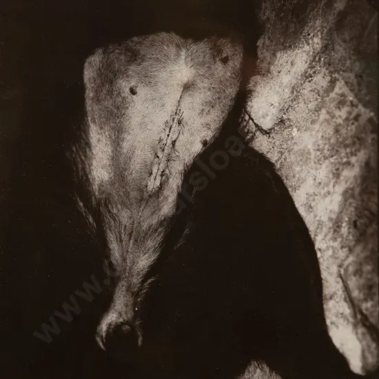 Fiona Pardington - Adolescent Fantasies