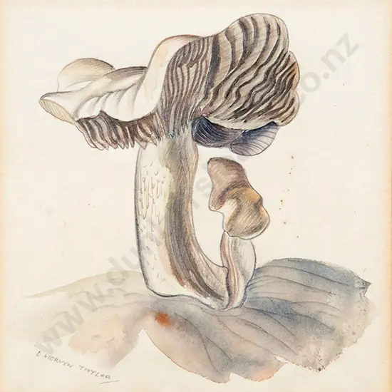 E Mervyn Taylor - Mushrooms