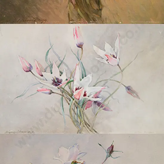 Hugh L Norris - Floral Studies (3)