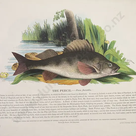 Thirty Plates of Natural History