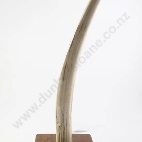 Walrus Tusk