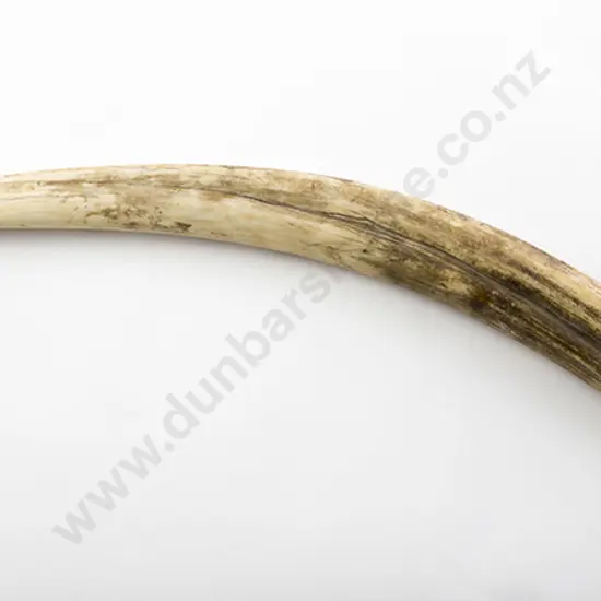 Walrus Tusk