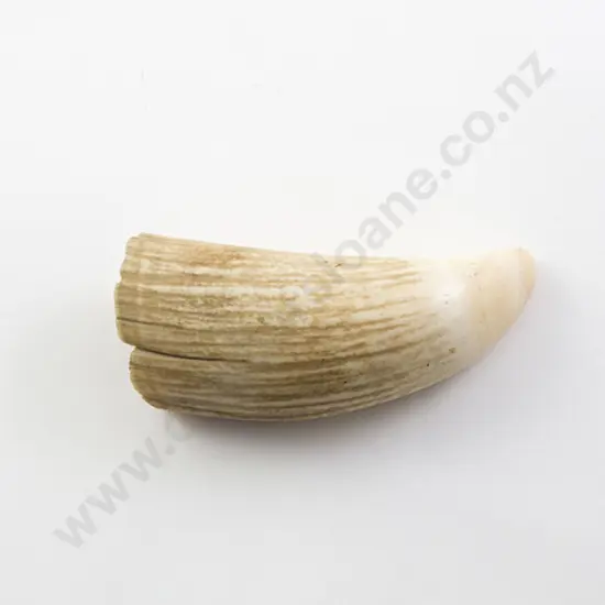 Whale Tooth