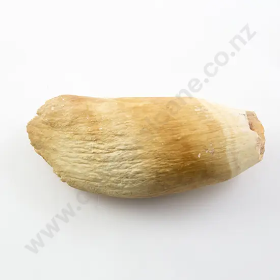 Large Whale Tooth
