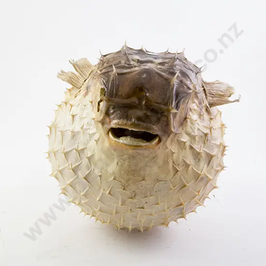 Puffer Fish Shell