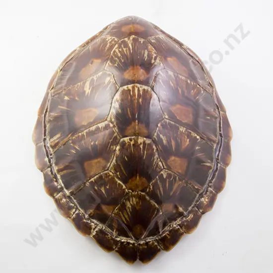 Tortoiseshell