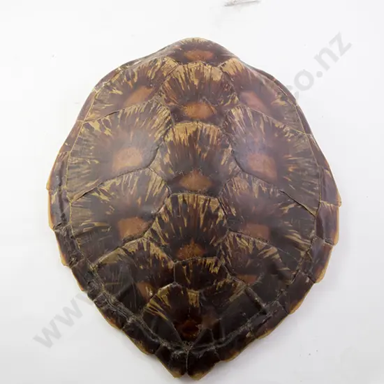 Tortoiseshell