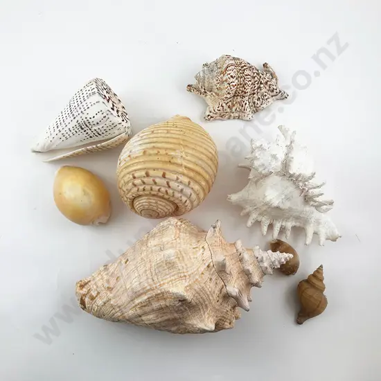 Collection Exotic Sea Shells