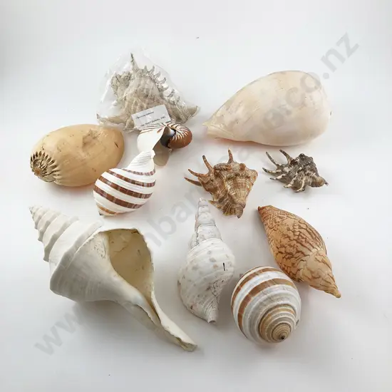 Collection Exotic Sea Shells