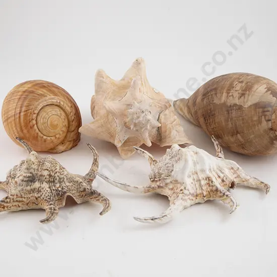 Collection Exotic Sea Shells