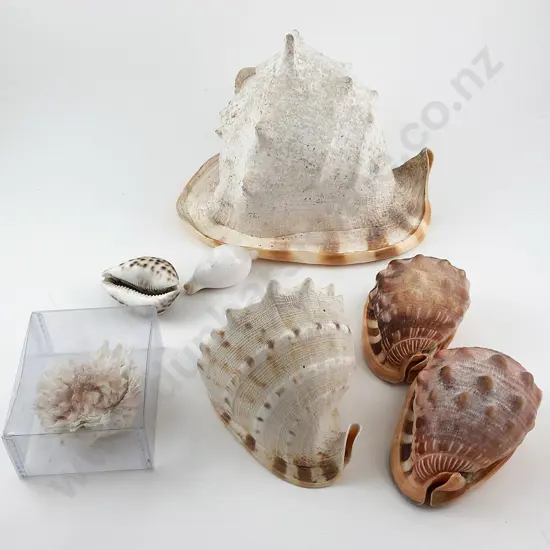 Collection Single Large and Smaller Cameo Shells