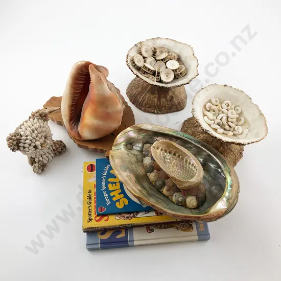 Cameo Shell and Shell Dishes