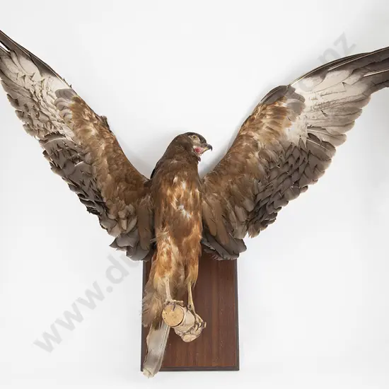 Harrier Hawk