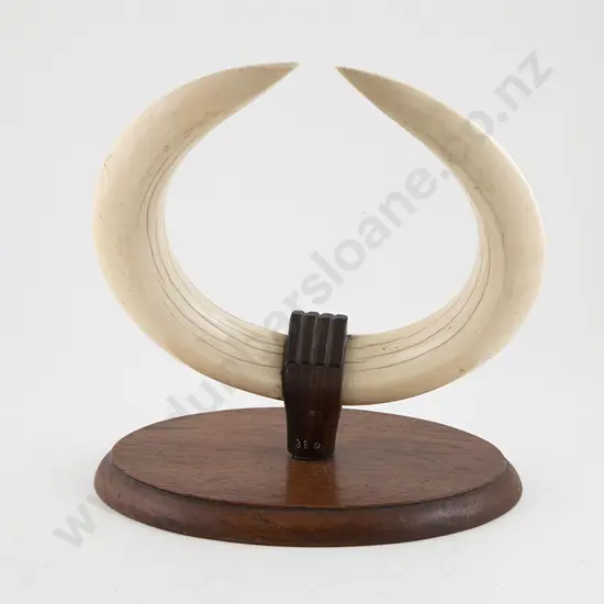 Pair Hippopotamus Tusks