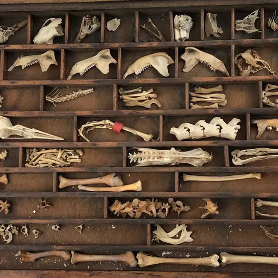 Printers Tray Display