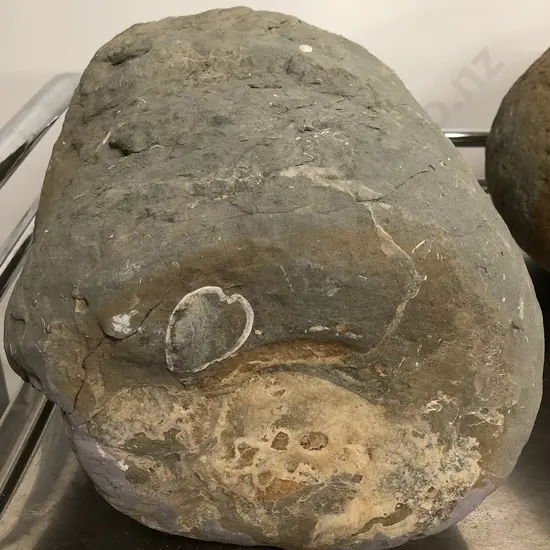 Two Fossil Boulders