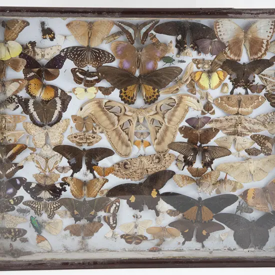 Framed Antique Display of Moths