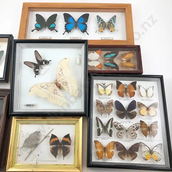 Collection Modern Framed Moth and Butterfly Displays (10)