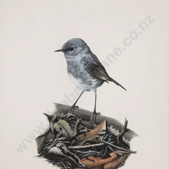 Paul Martinson - North Island Robin