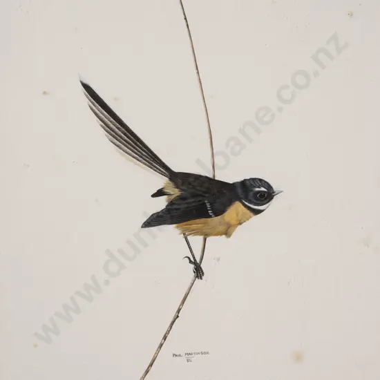Paul Martinson - Pied Fantail