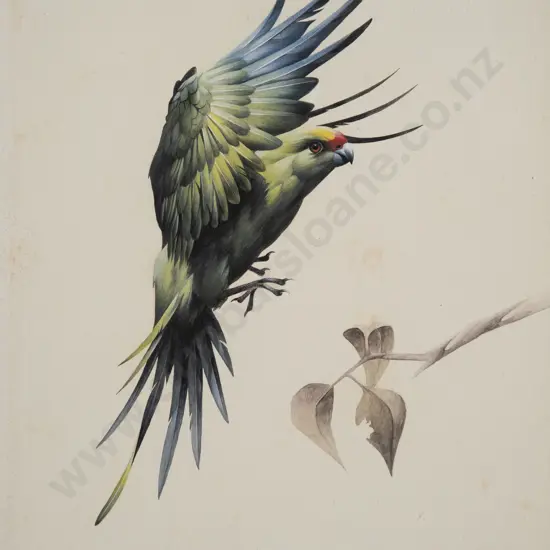 Brent Harvey - Yellow-crowned Parakeet