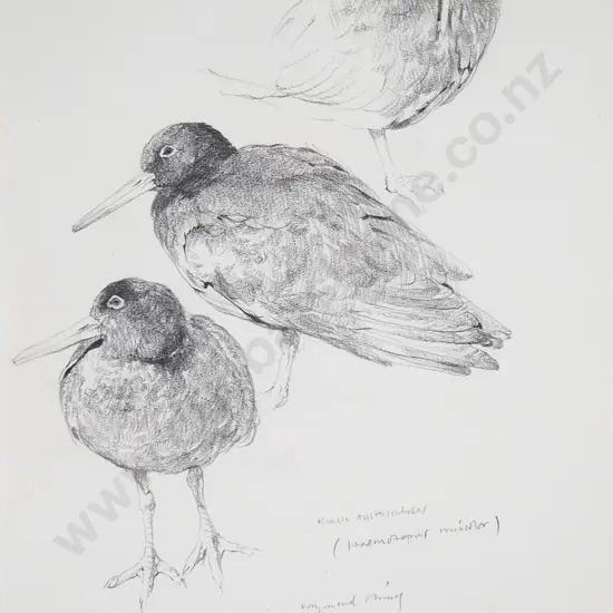 Ray Ching - Black Oystercatcher