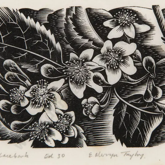 E Mervyn Taylor - Lacebark