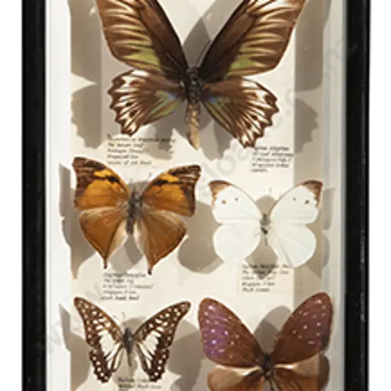 5 Framed Butterfly Displays, Bug Display & Cig Cards