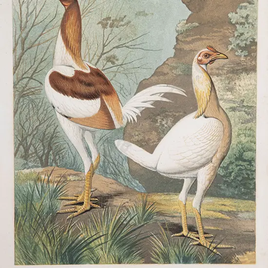 Set of Five Coloured Bookplates