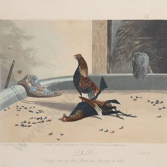 Set of Four Cock Fighting Prints