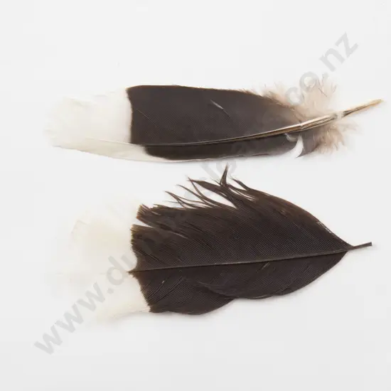 Two Small Huia Feathers