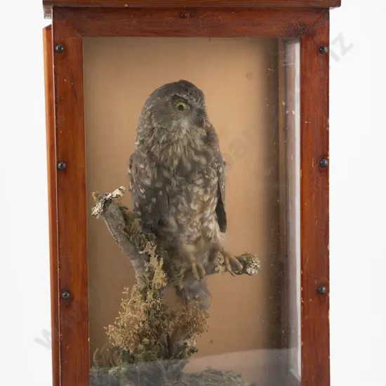 Vict Morepork In Glazed Display Case