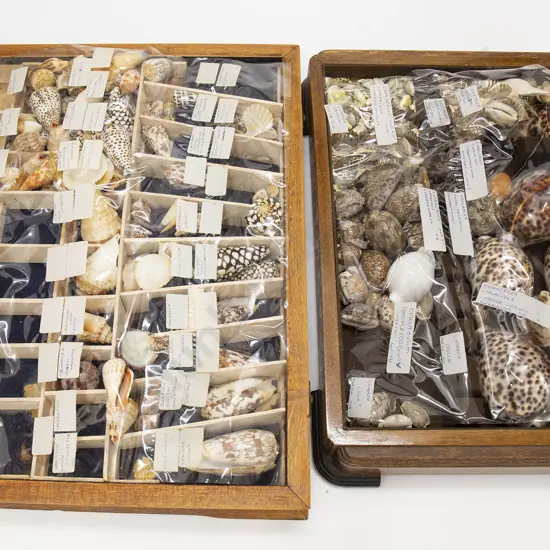 Two Boxes of Assorted World Shells