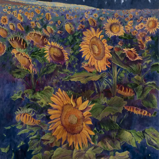 Catherine Norton - Taupaki Sunflowers