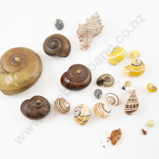 Vintage Collection Paryphania Shells & other