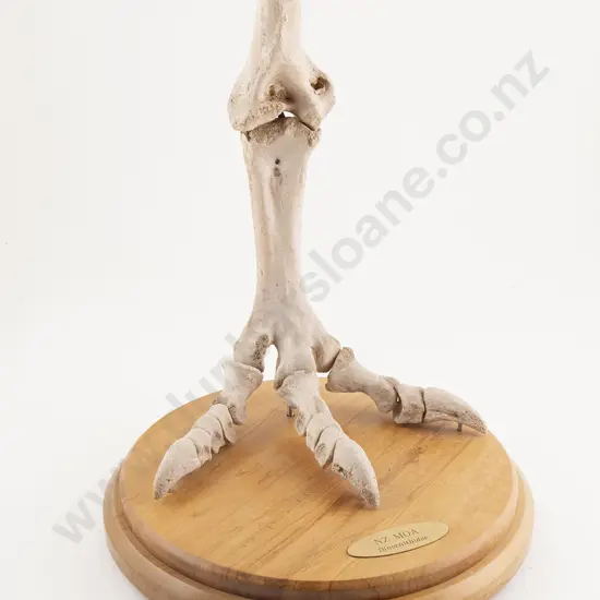 Replica NZ Moa Foot Skeleton