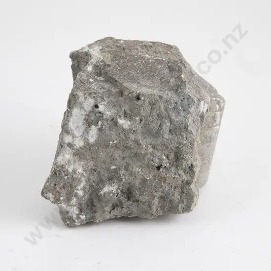 Small Dinosaur Fossil