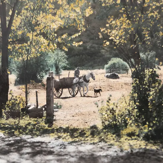 White's Aviation - Arrowtown