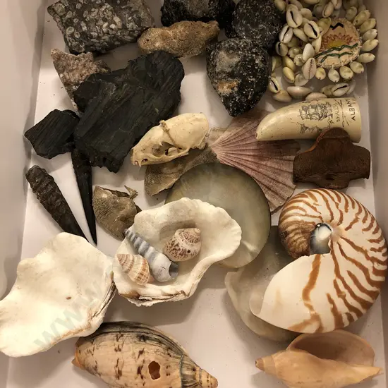 Box of Assorted Shells